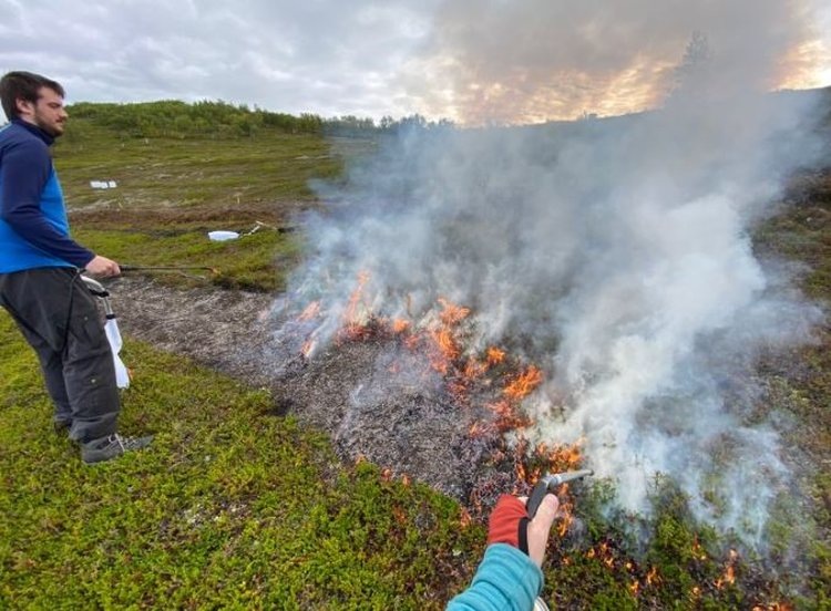     Шикша на северных территориях вытесняет чернику и бруснику с эффектом зеленой пустыни

