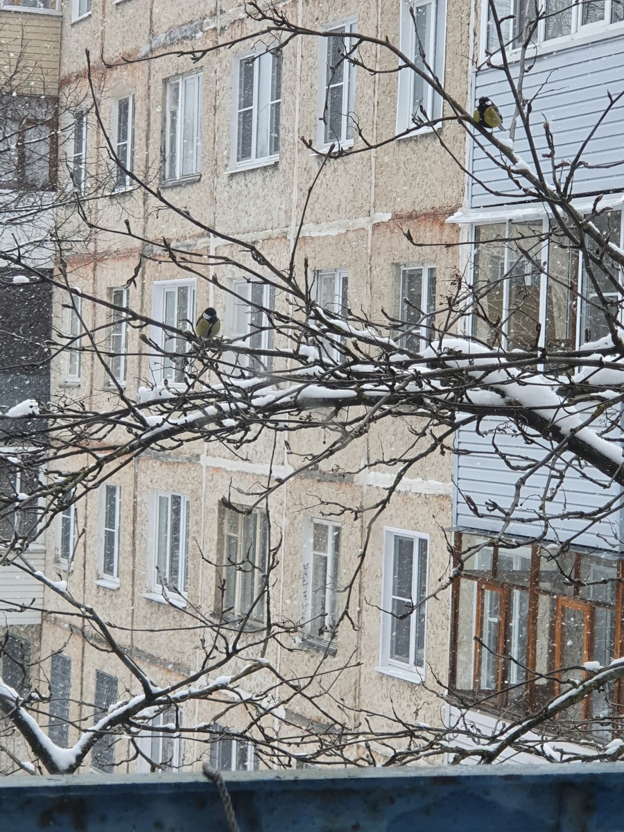 Птички-синички наблюдают за моей деятельностью) Немного весенней снежной прохлады в нашу летнюю жару)