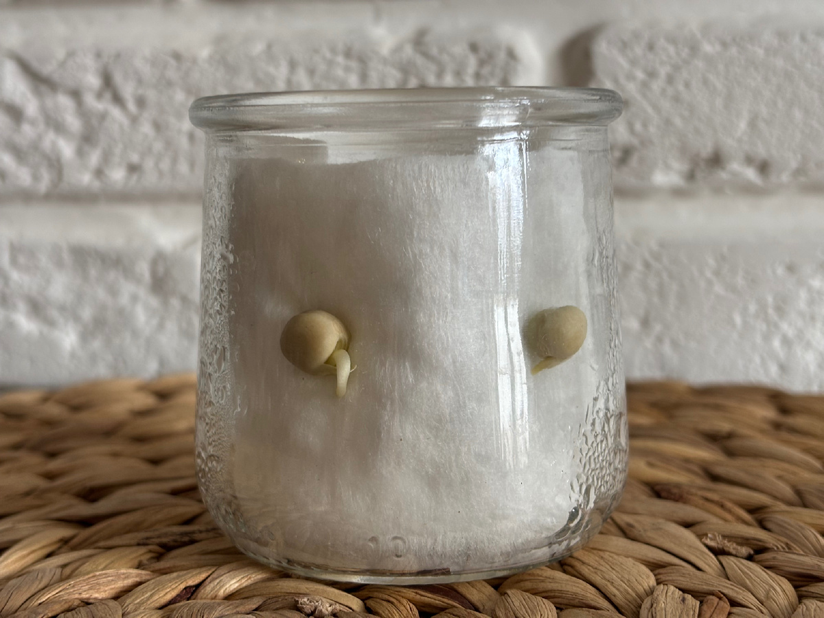 Проращивание гороха: появление корешка