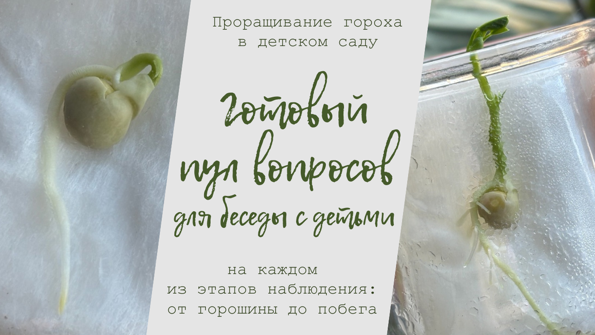 Проращивание гороха в детском саду: готовый пул вопросов для беседы с детьми на каждом из этапов наблюдения