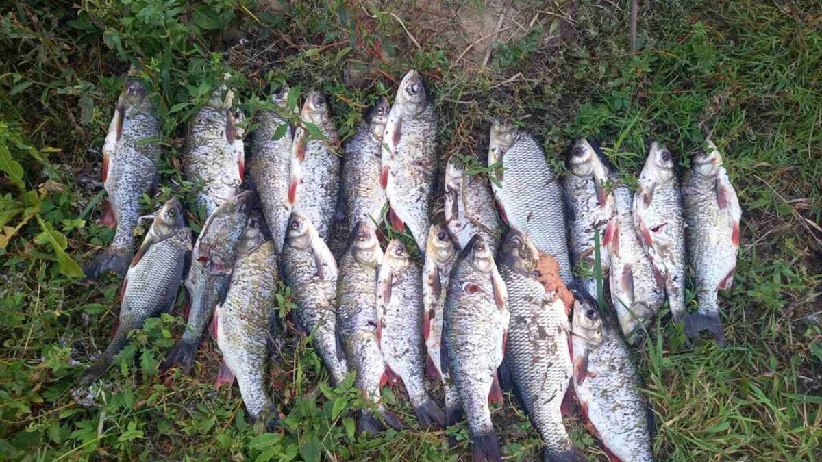 Как правильно чистить и разделывать пойманную рыбу