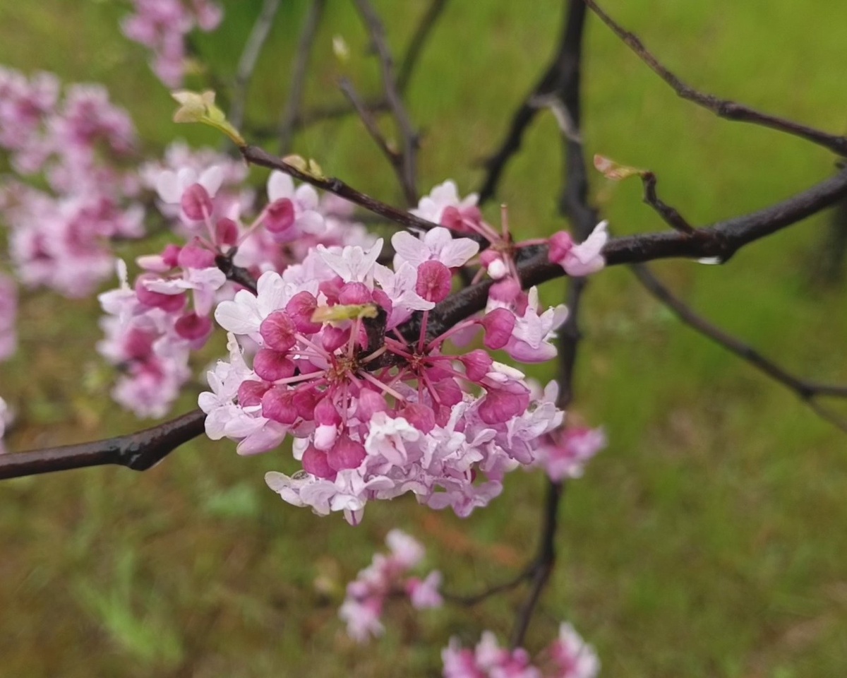 Сириус, Багрянник Европейский, апрель 2025 г.