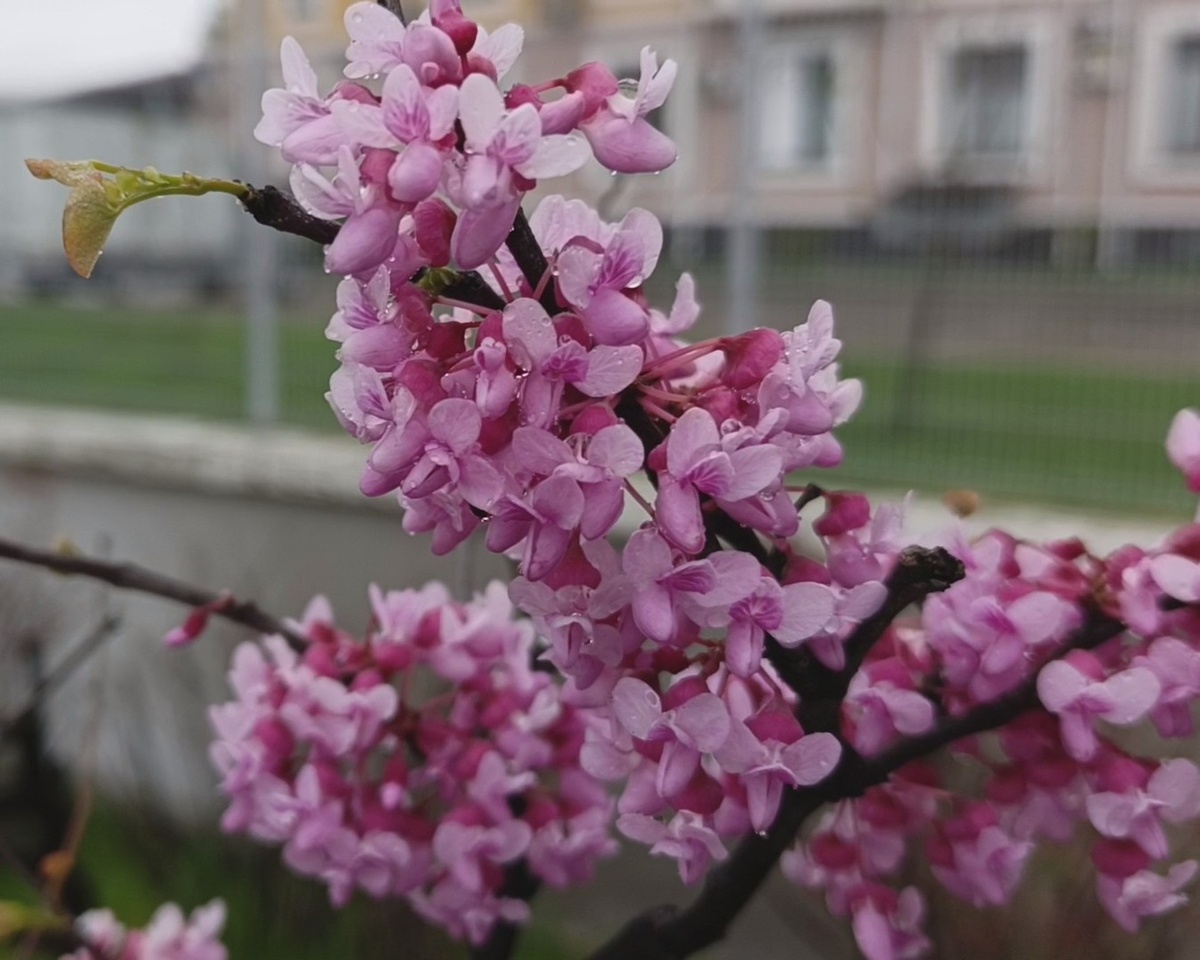 Сириус, Багрянник Европейский, апрель 2025 г.