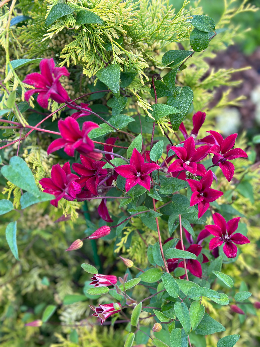 Клематис Gravetye Beauty (Гравити Бьюти). 3 (сильная) группа обрезки.