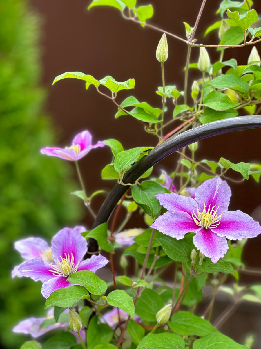 Клематис Little Mermaid (Литл Мермейд). 2 (слабая) группа обрезки.