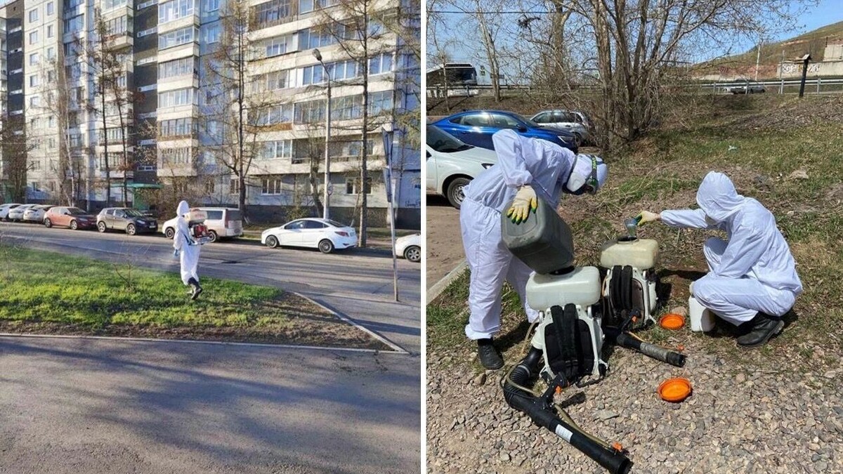     Источник: www.admkrsk.ru