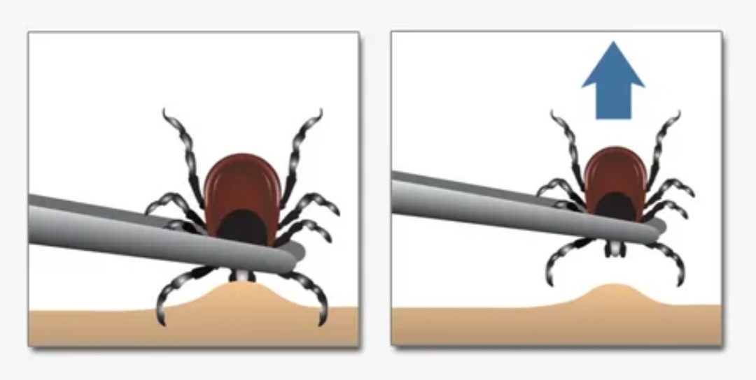 Фото из открытого источника