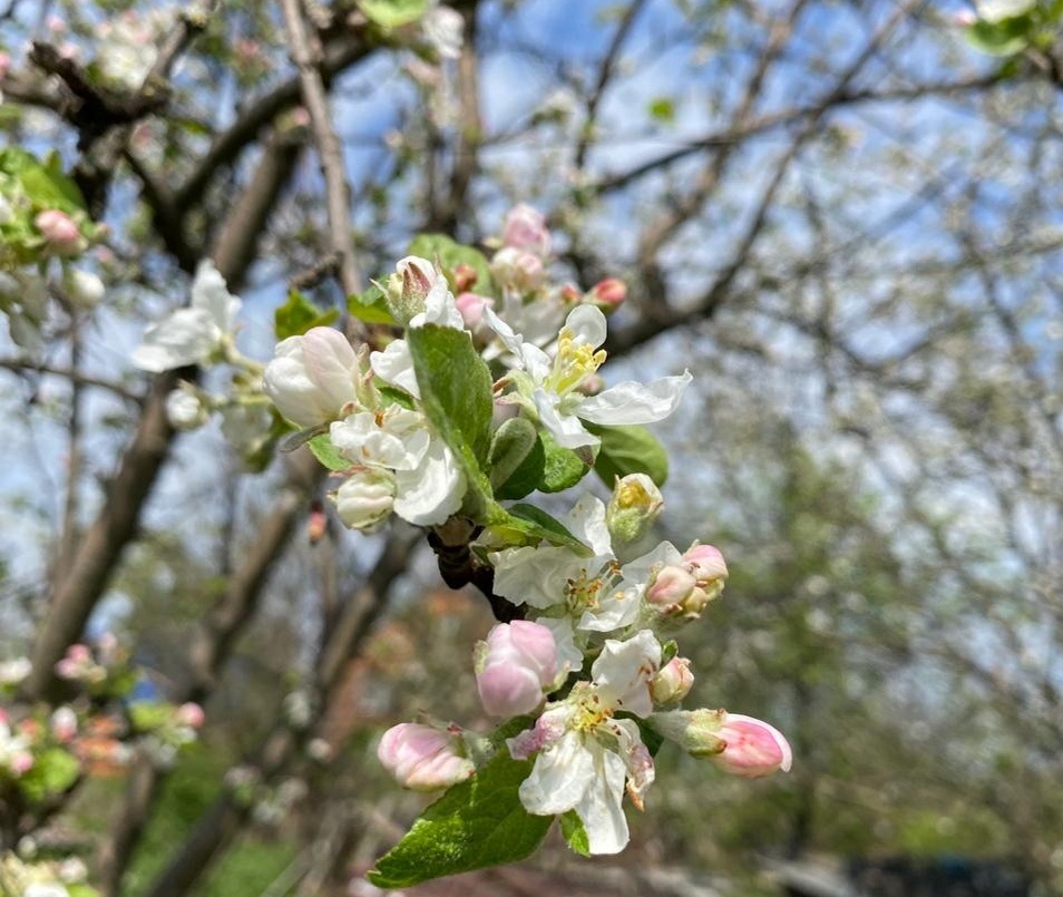 Цветок яблони