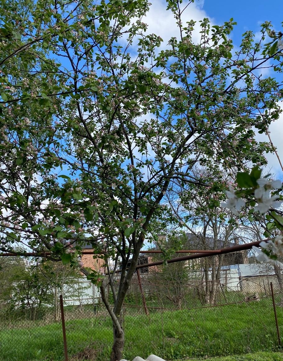 Яблоня "Белый налив"- раннеспелая