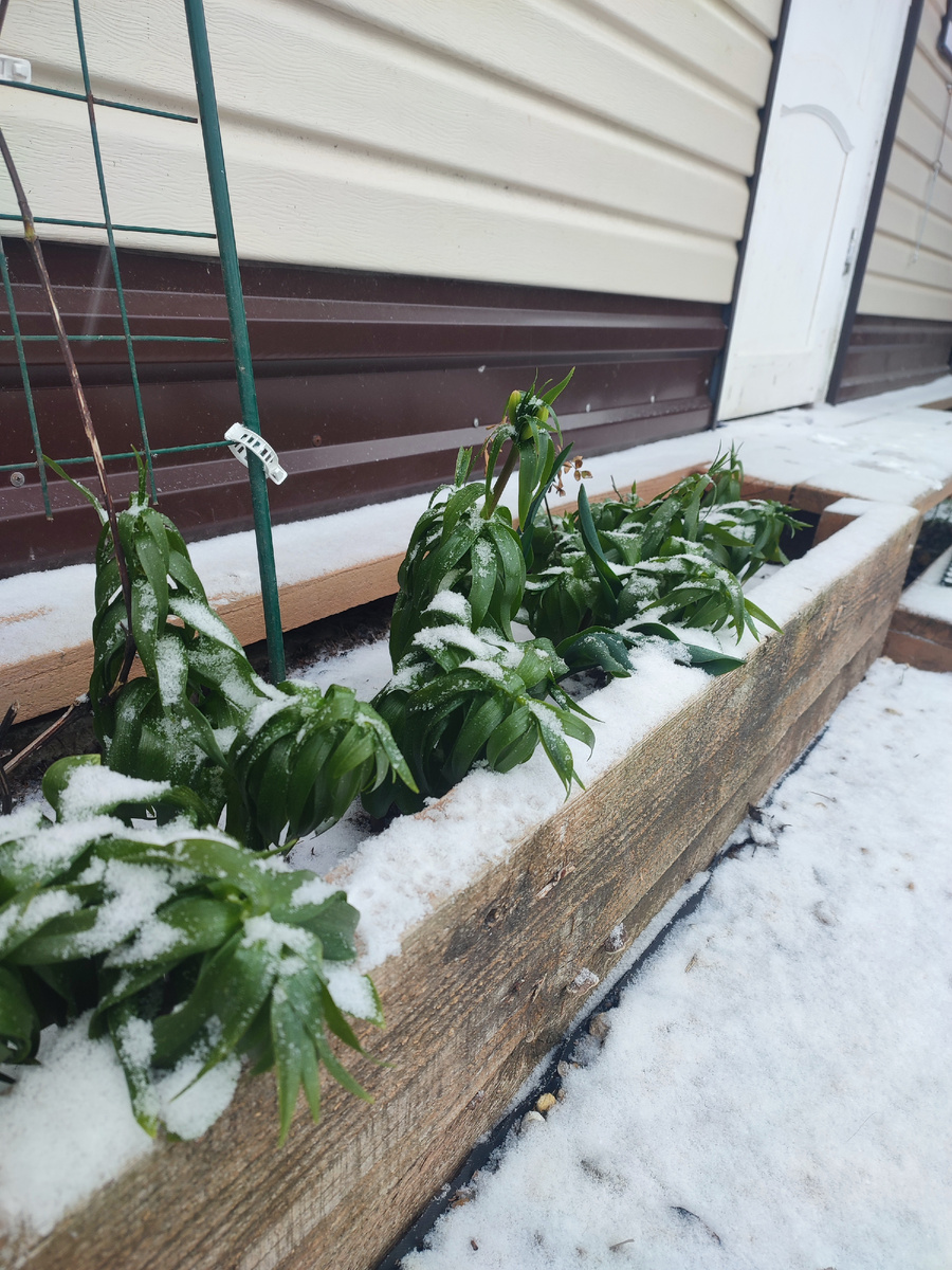 Рябчики  уже с бутонами 