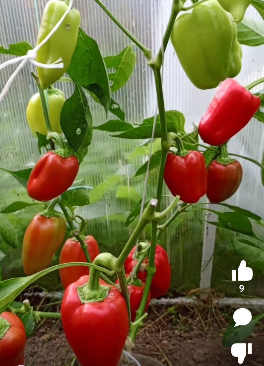 перец Фишт в конце сезона, вторая волна влодоношения