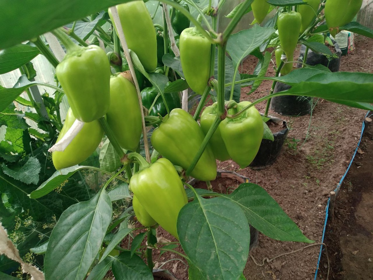 Перец Фишт в начале сезона, первая волна плодоношения