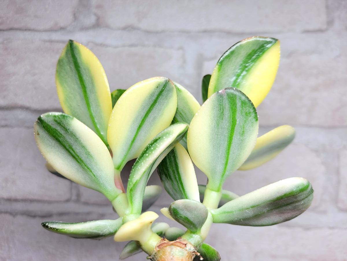 
Фото 2. Листики Альбы снизу.