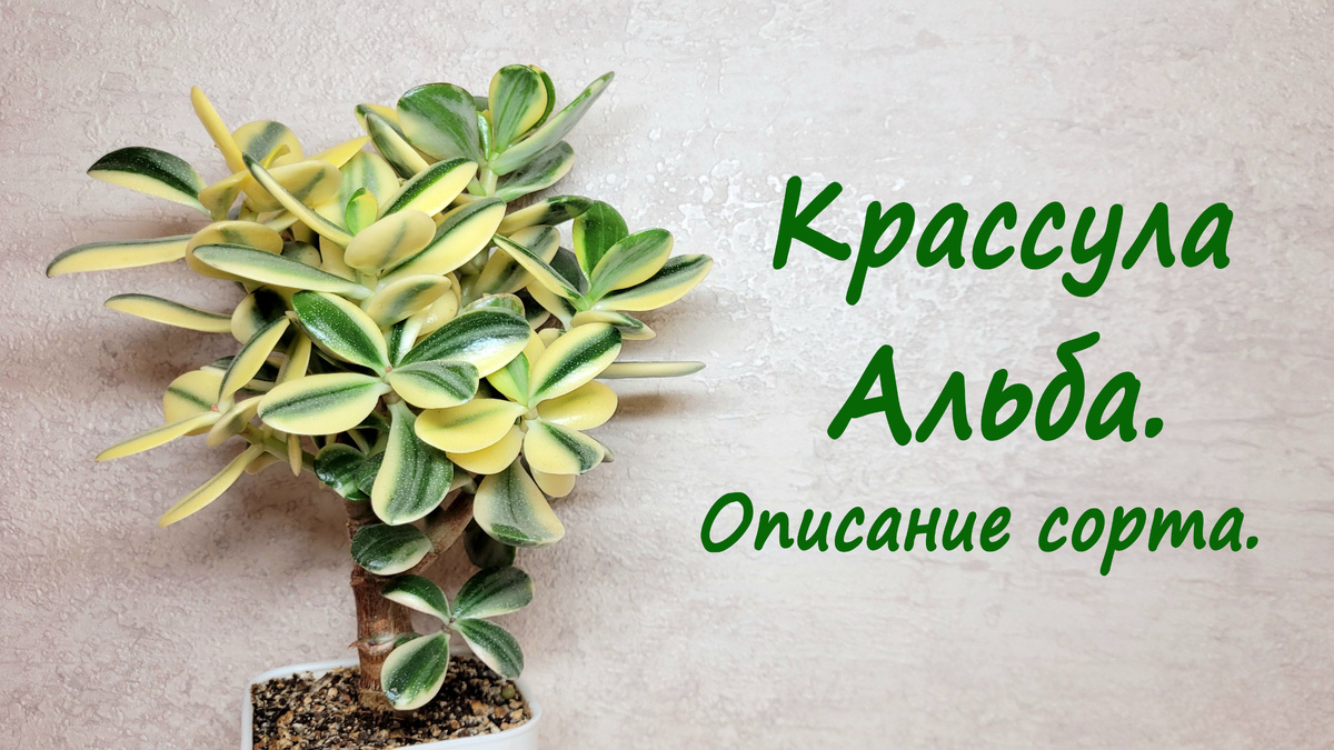 Фото 1. Крассула Альба.