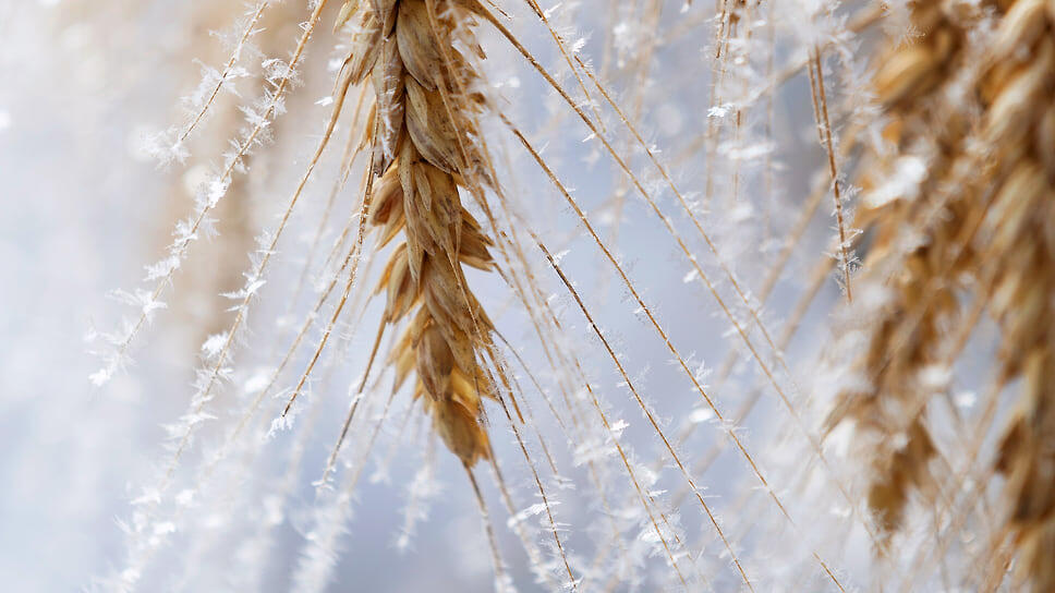 Фото: Алексей Смышляев / Коммерсантъ