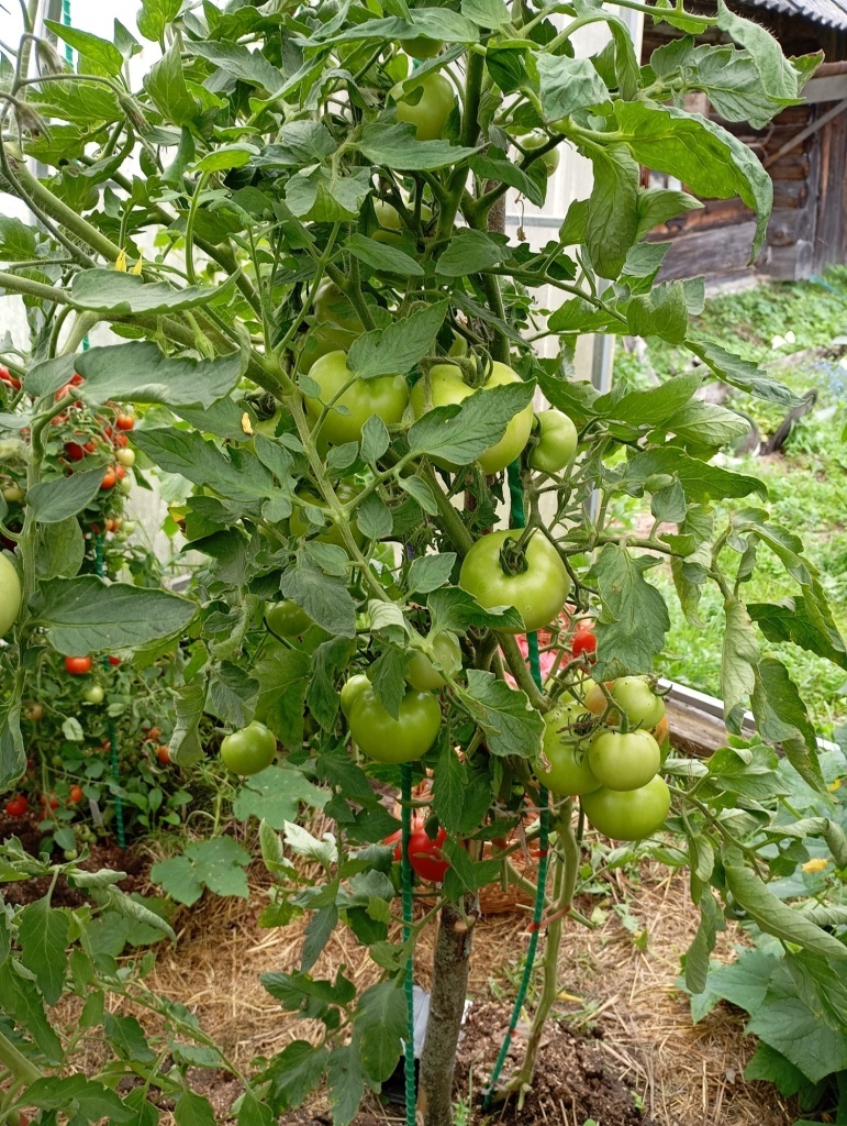 Томат Девичий румянец