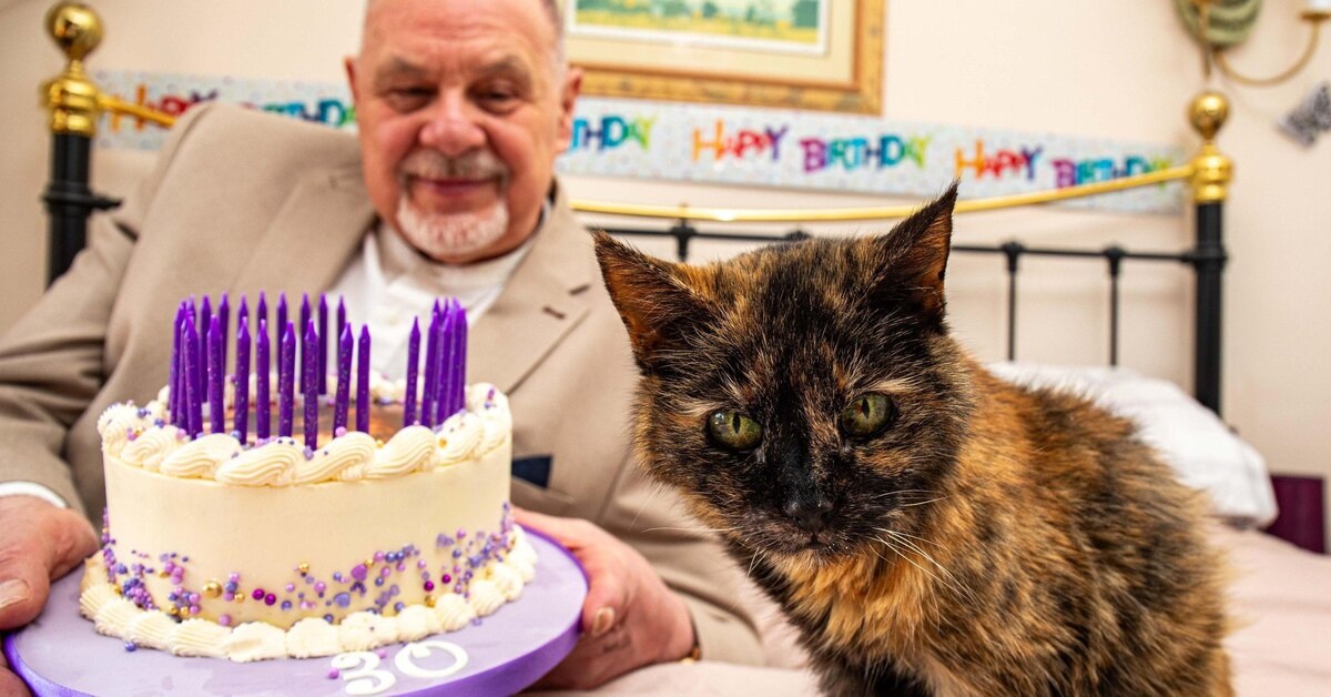 Мошка по кличке Милли. Источник: https://www.techinsider.ru/popmem/1684777-kak-ponyat-skolko-let-vashemu-kotu-i-koshachih-i-chelovecheskih/