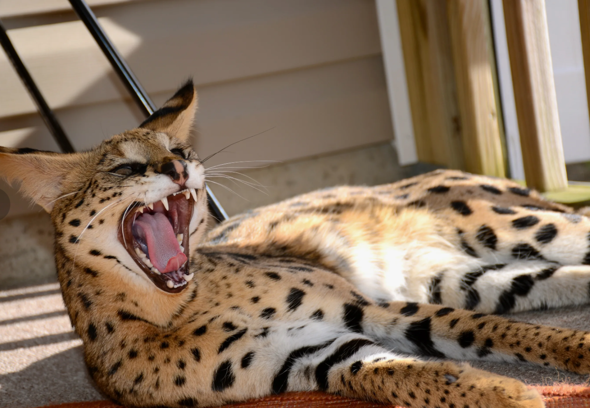 Кошка породы савана