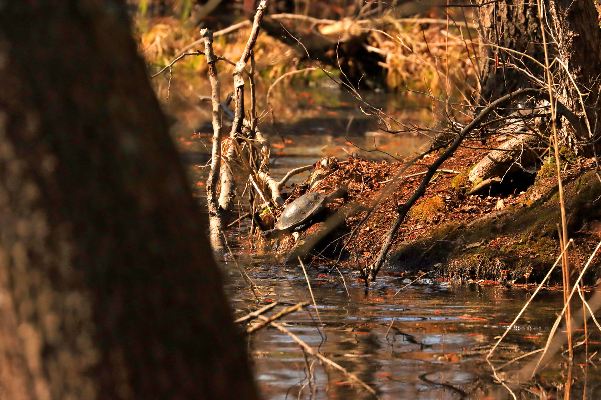 Быстрый выстрел с неудобной позиции