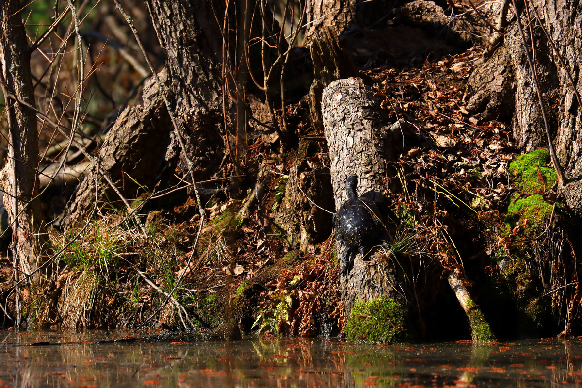 Панцирная белка