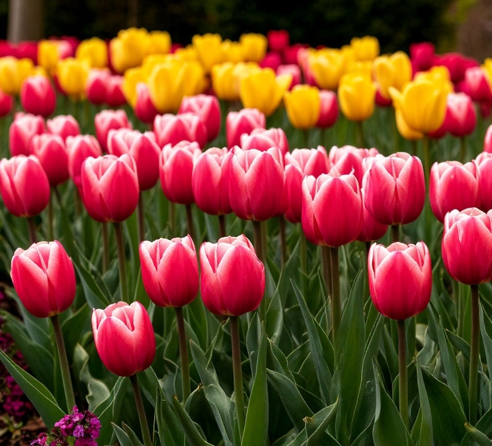 Тюльпаны. Картинка создана в приложении Шедеврум