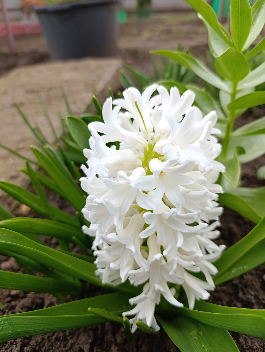 Белоснежный гиацинт 