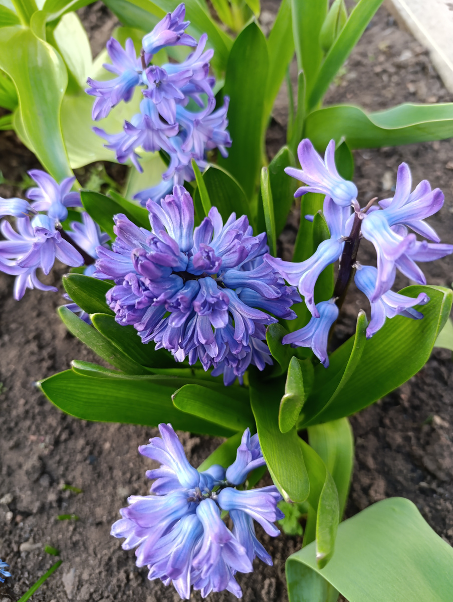 Голубовато сиреневый гиацинт.