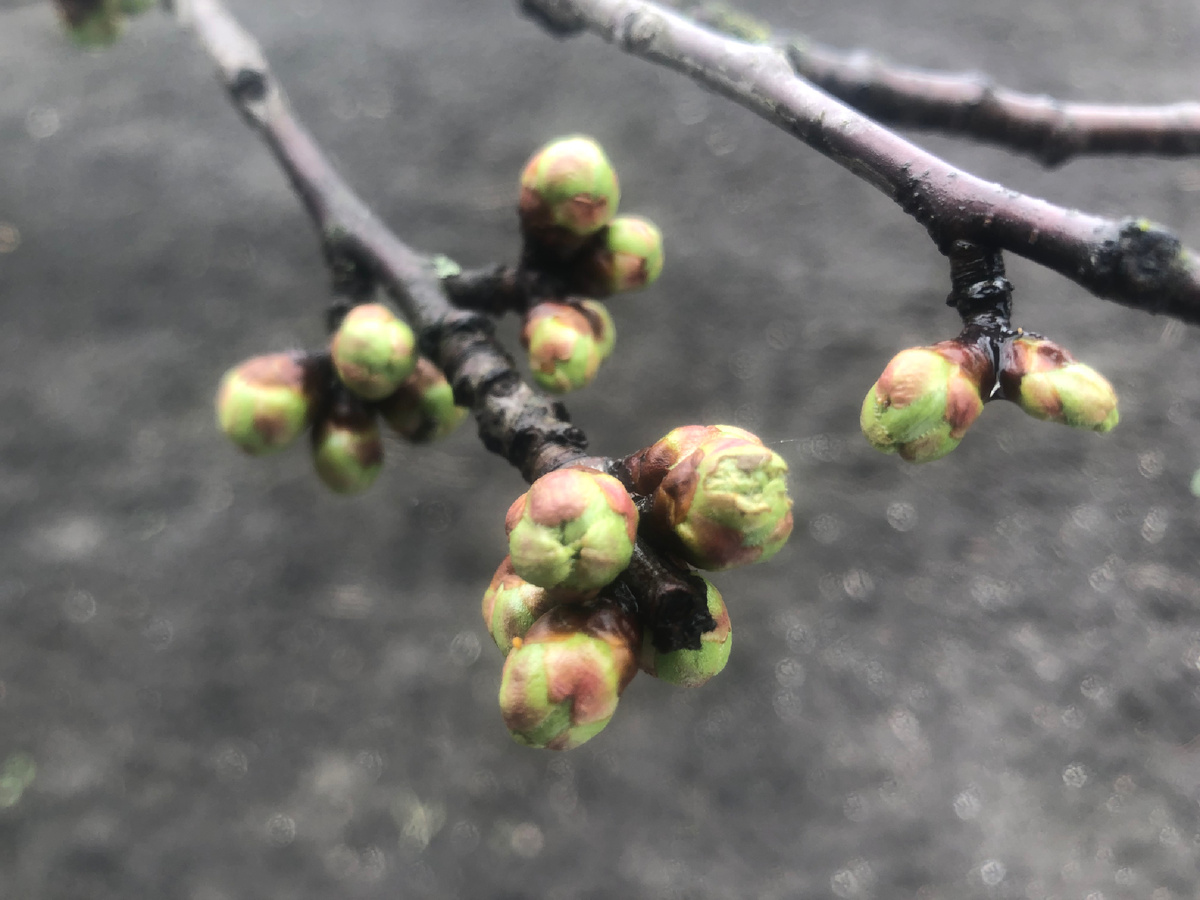 Набухшие почки черешни. Иллюстрации автора.