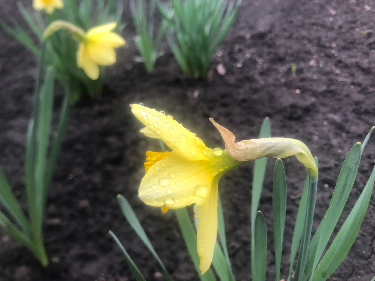 Нарциссам холода не страшны.