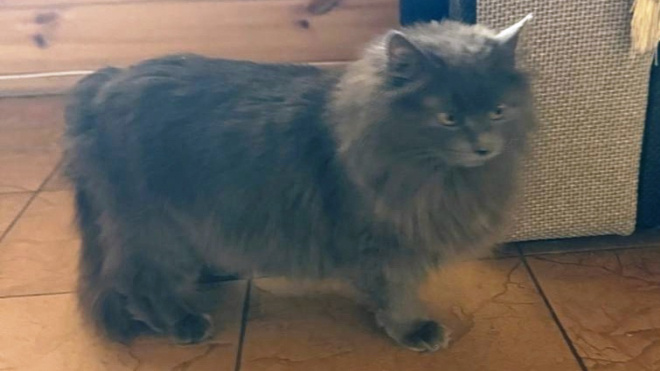 Фото: Кошкиспас