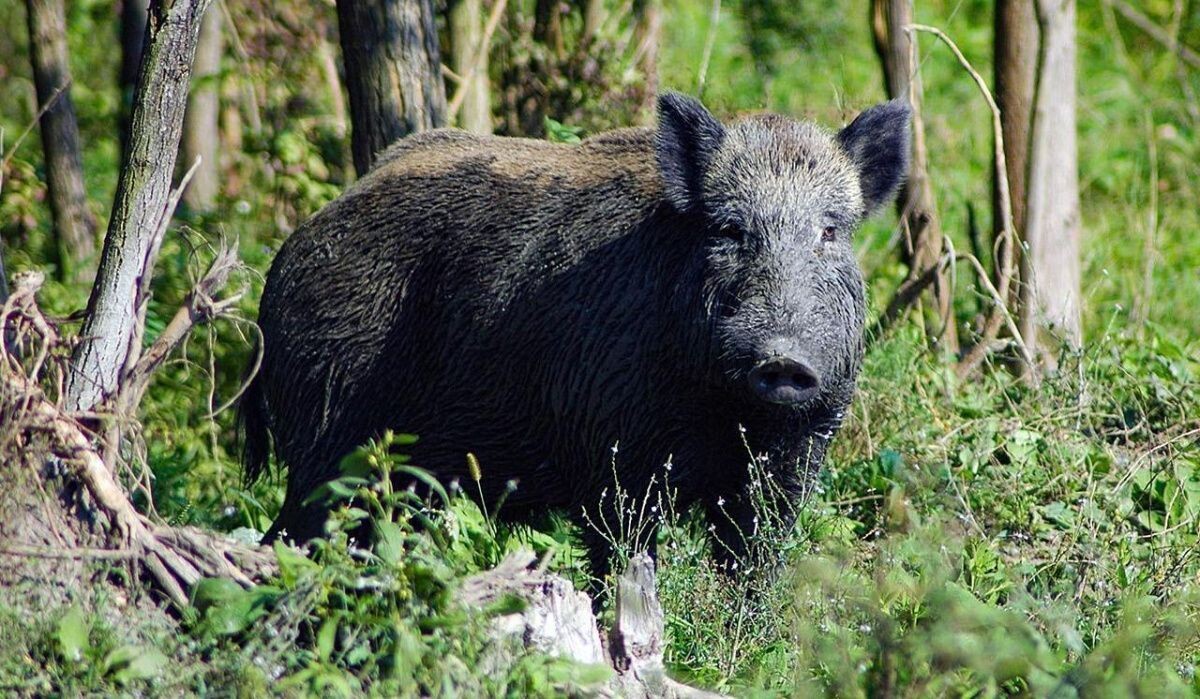     Кабан. Источник: mos.ru Автор фото: Пресс-служба Мэра и Правительства Москвы