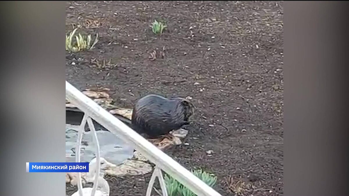    Облюбовавшего пруд бобра сняли на видео во дворе частного дома в Башкортостане