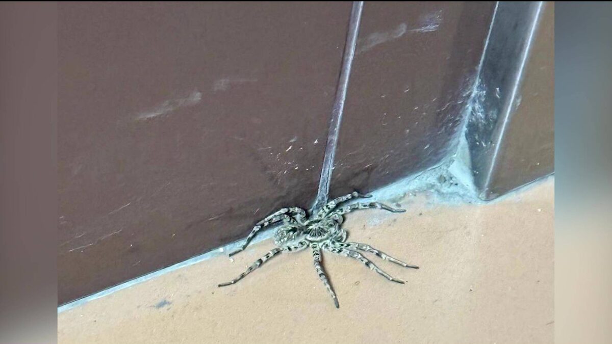    Уфимцы обнаружили тарантула в подъезде многоэтажки на Менделеева