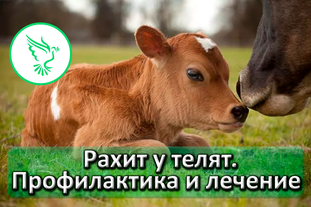 Помогаем телятам быть здоровыми