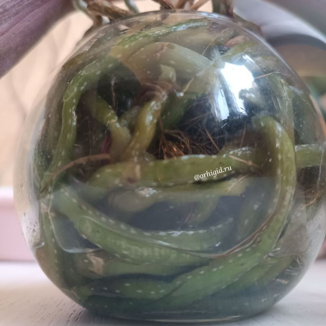 Парфюмерная фабрика полив