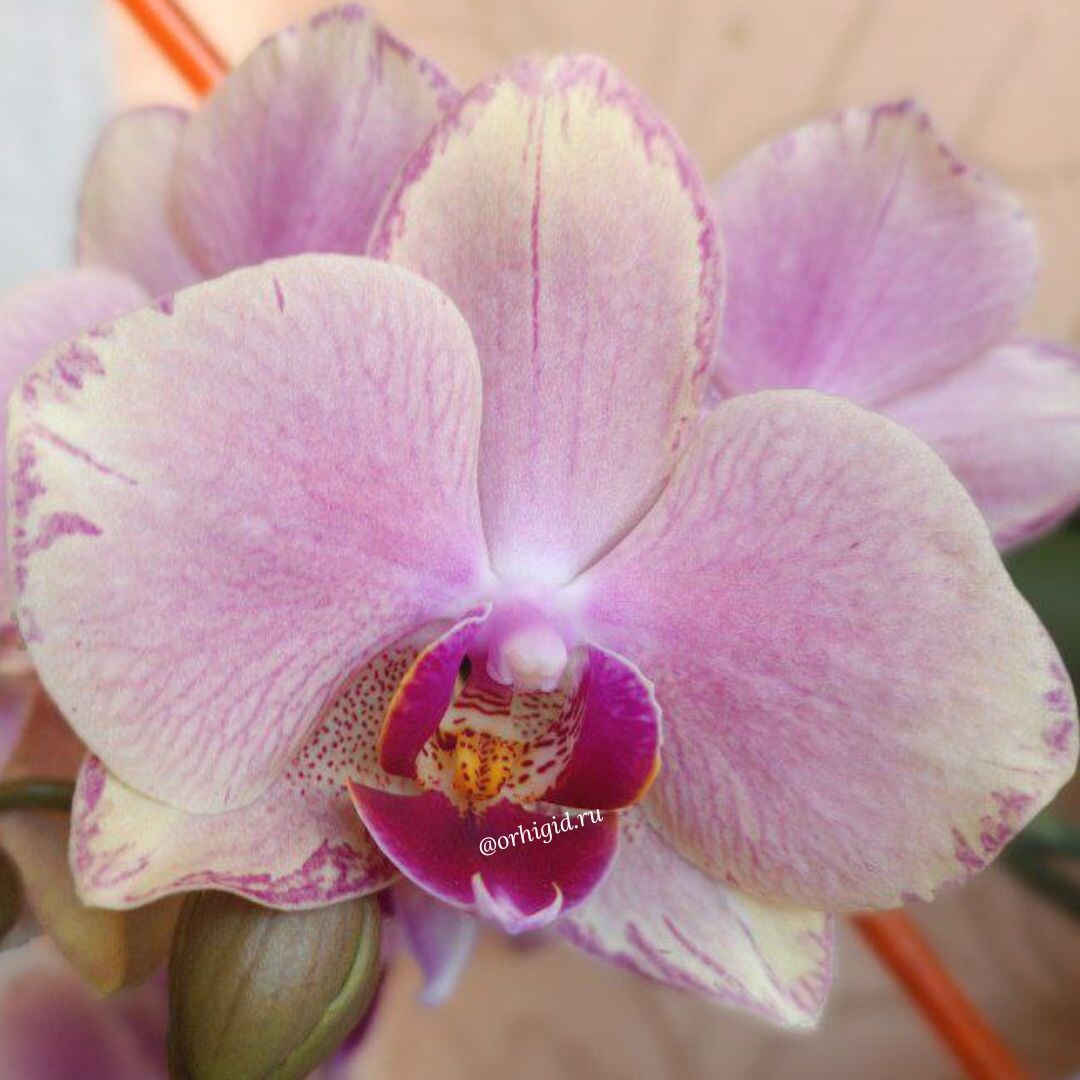 Обложка статьи. Фаленопсис Пират Пикоти (цветение апрель 2025)