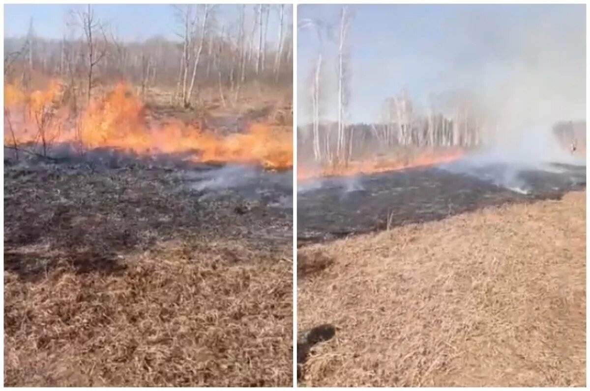    В Омскую область пришли лесные пожары