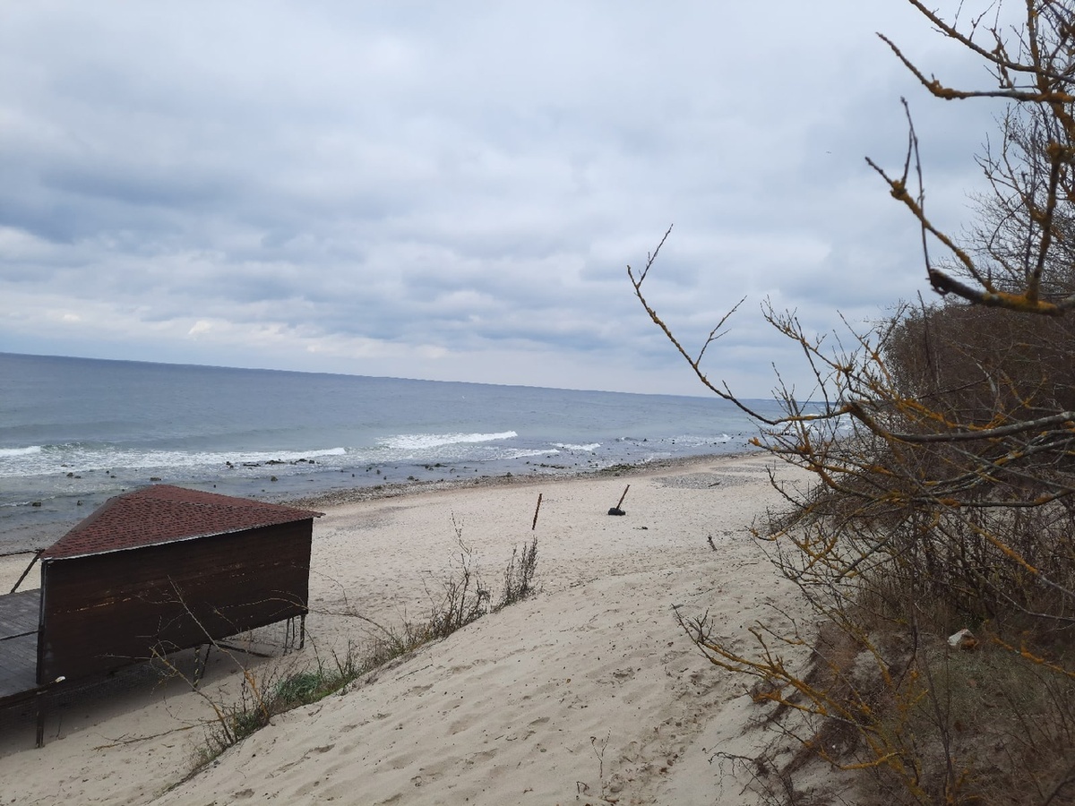 Балтийское море и корни старинных деревье в воде