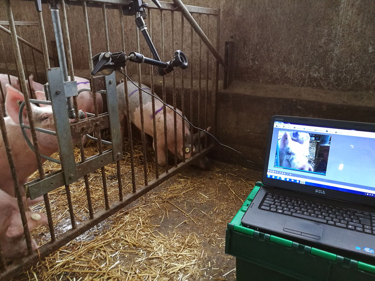 Сканирование рыла свиньи перед кормлением для определения точного рациона и состояния животного