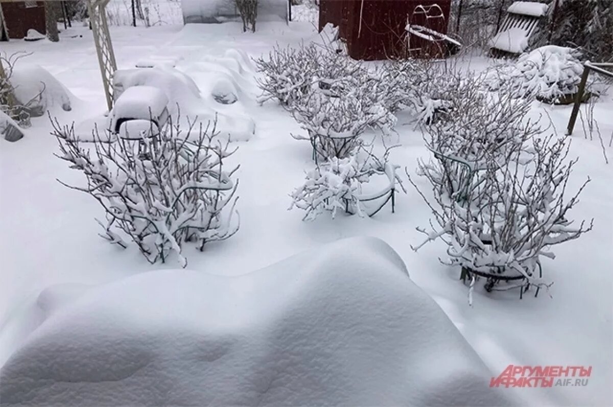    Смородина черная и красная достаточно устойчива к холоду.