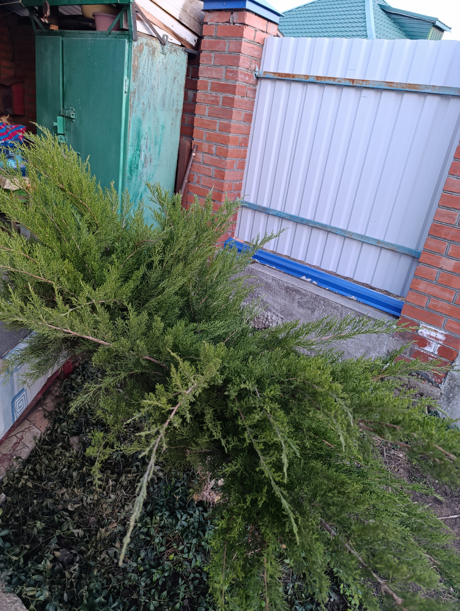 Мой можжевельник перед началом стрижки