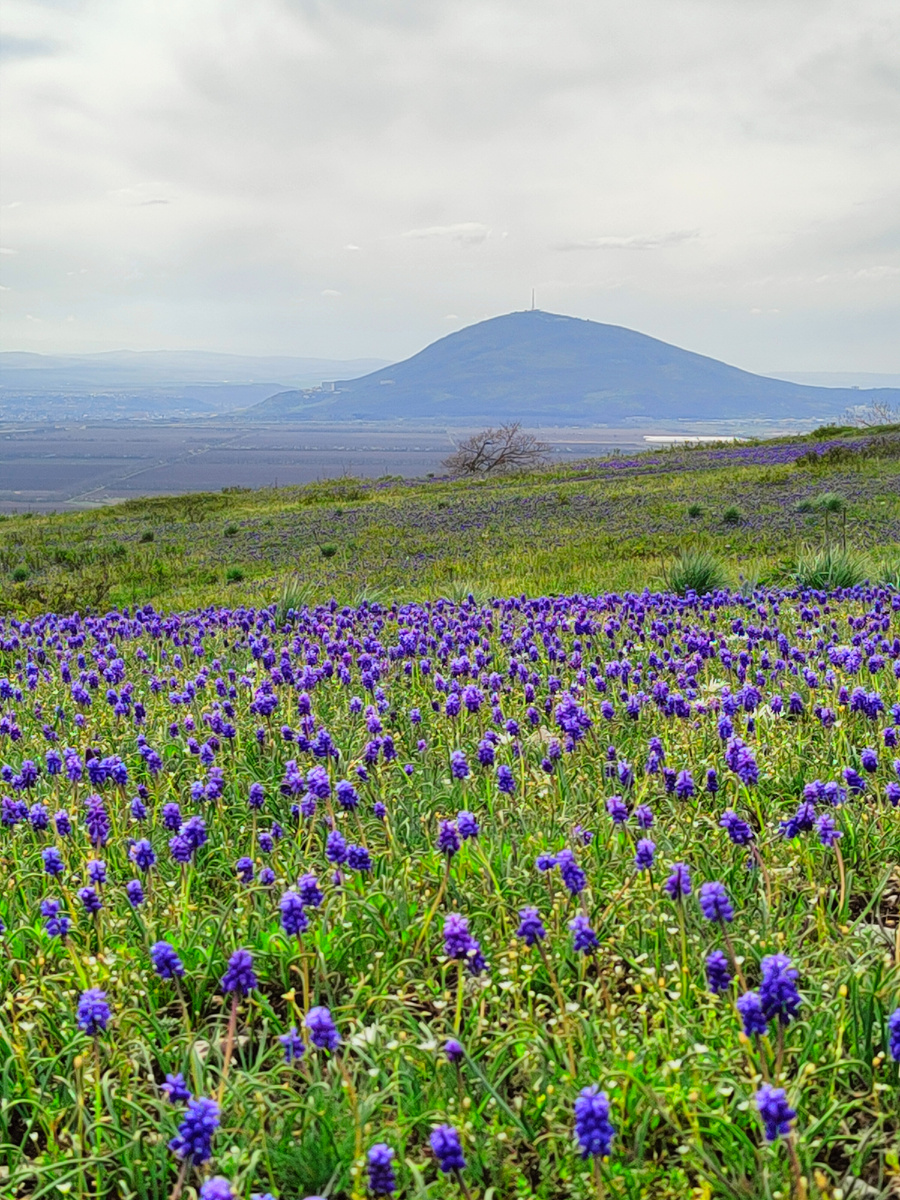 Поляна Мускари на Лысой горе, вид на Машук 
