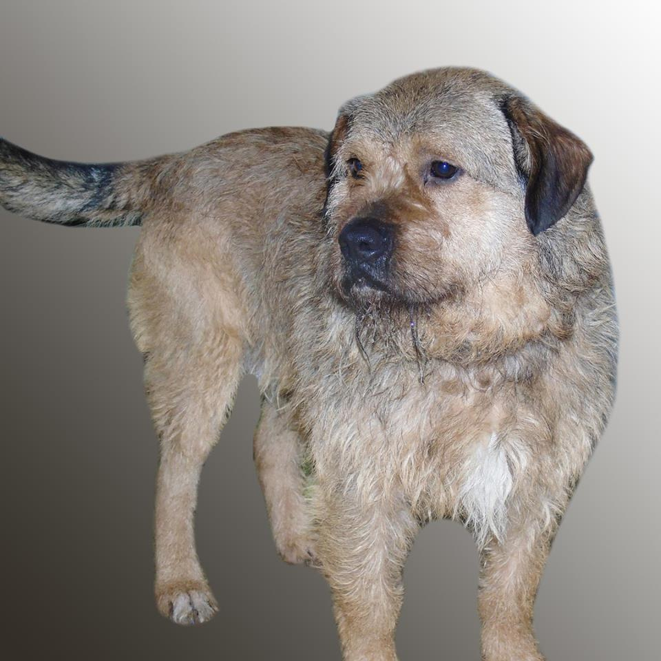 Знакомьтесь-это мой бывший подопечный пес по кличке Рэкс.