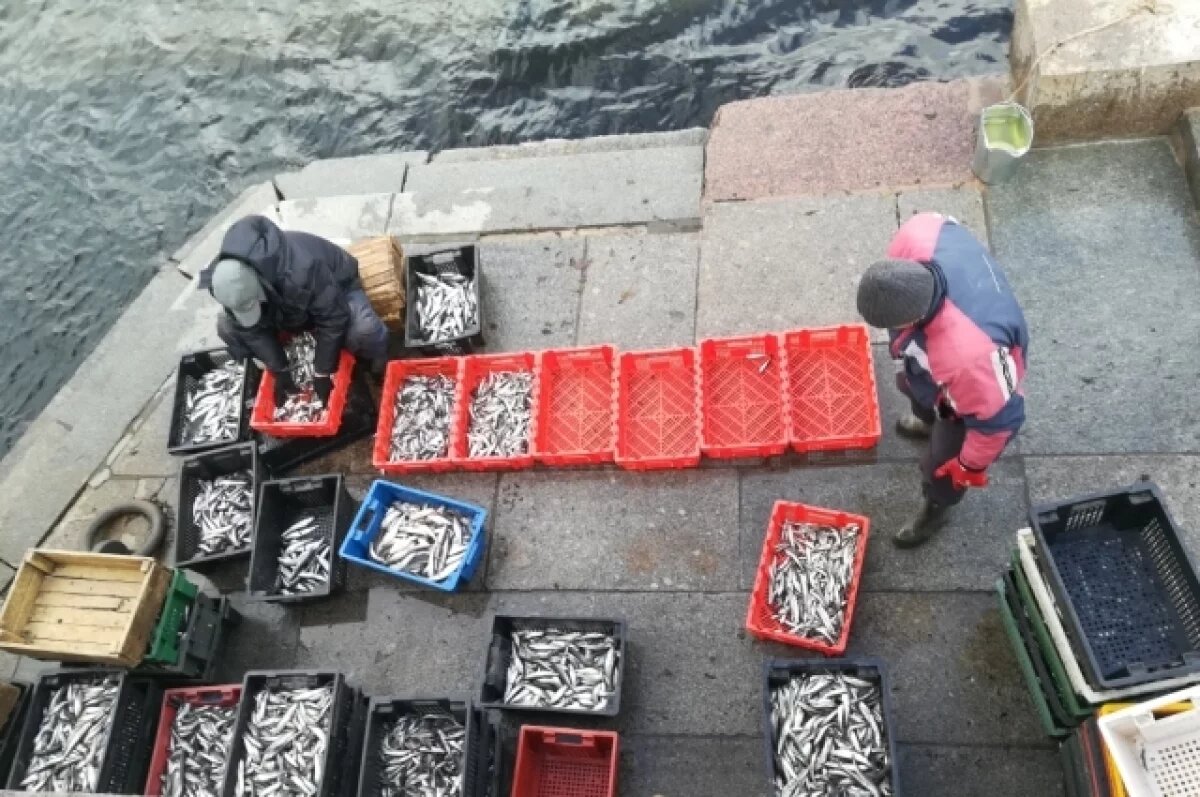    В Петербурге и Ленобласти стартовал сезон усиленного лова корюшки