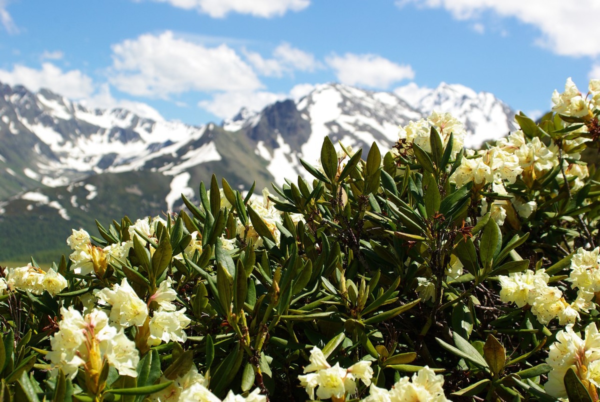 Рододендрон кавказский