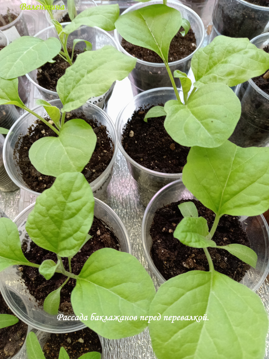 Так выглядят баклажаны перед перевалкой.