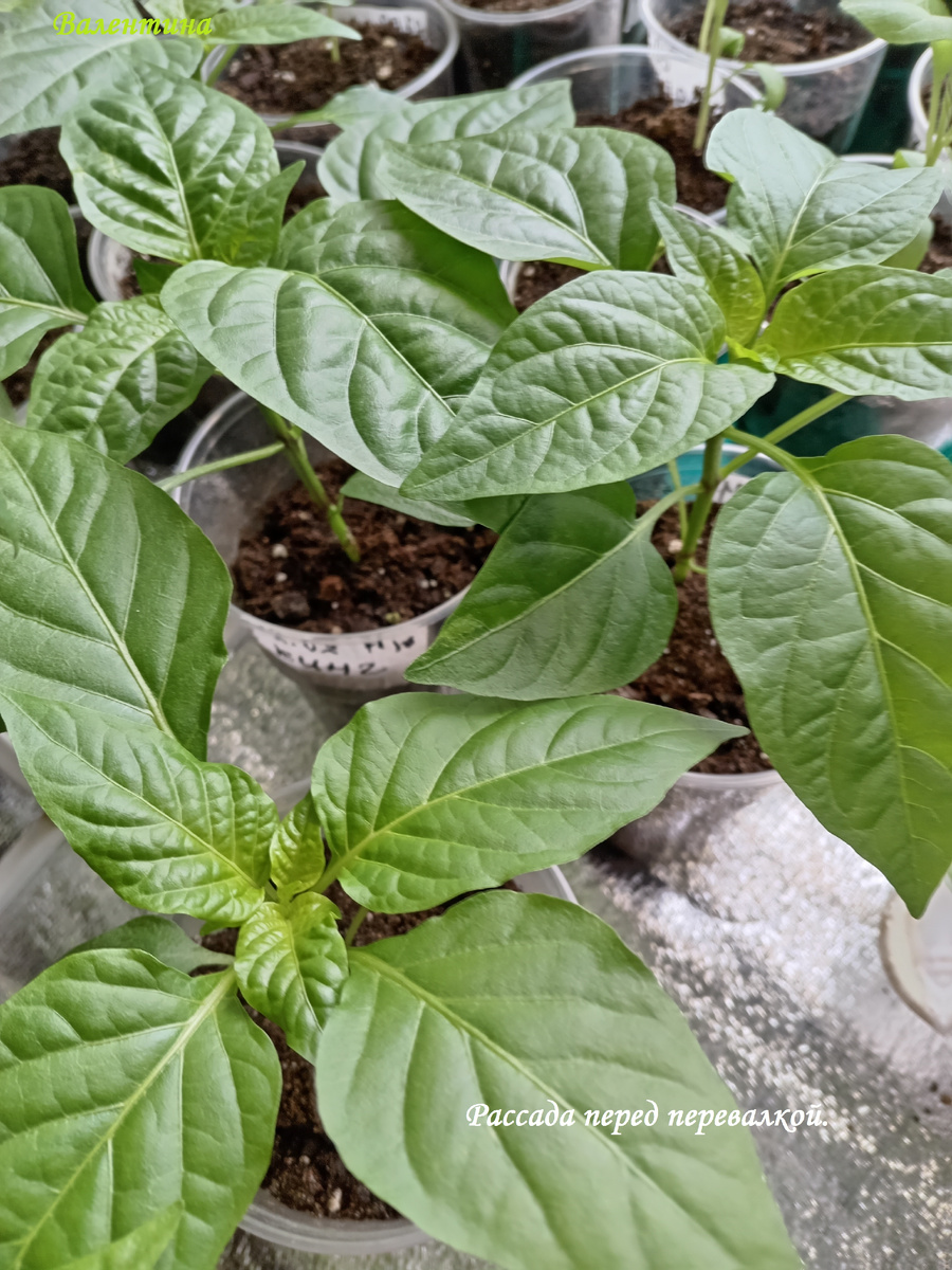 Рассада перцев перед перевалкой.