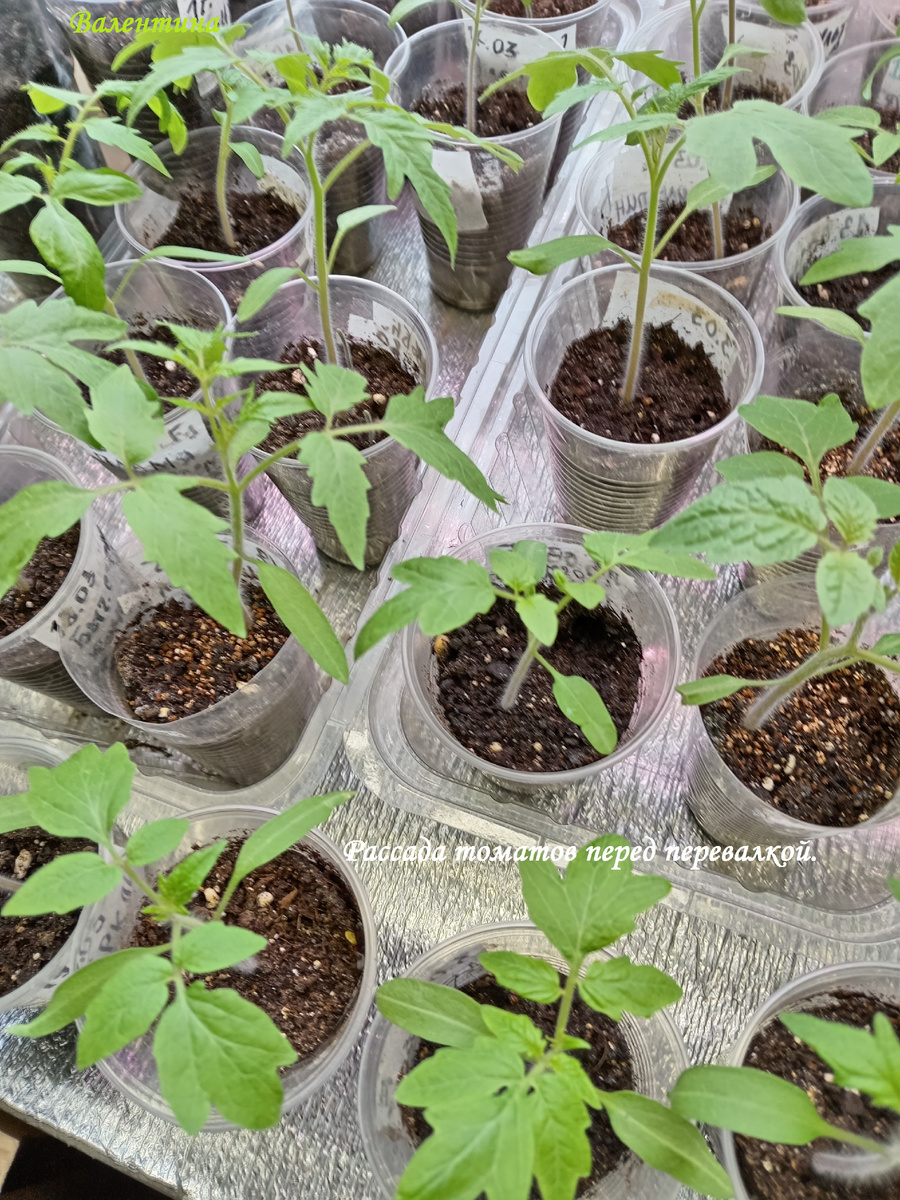 Рассада томатов перед перевалкой.