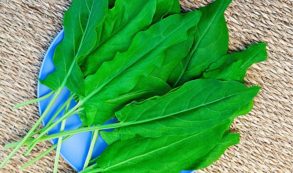  Щавель Крупнолистный