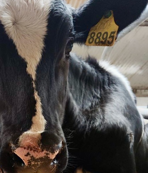 Фото: страница Руслана Сагитова в соцсетях